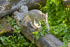 Wildkatze