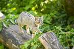 Wildkatze