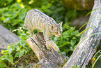 Wildkatze