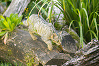 Wildkatze