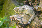 Wildkatze