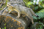 Wildkatze