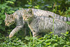 Wildkatze