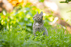 Wildkatze