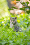 Wildkatze