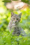 Wildkatze
