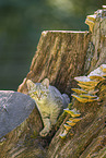 Wildkatze
