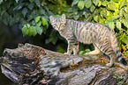 Wildkatze