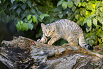 Wildkatze