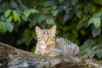 Wildkatze