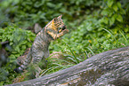 Wildkatze
