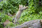 Wildkatze