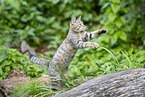 Wildkatze