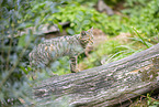 Wildkatze