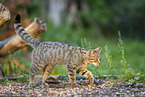 Wildkatze