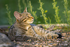 Wildkatze