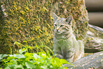 Wildkatze