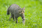 Wildkatze