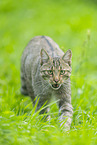 Wildkatze