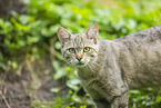 Wildkatze