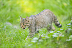 Wildkatze