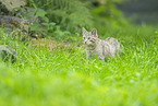 Wildkatze
