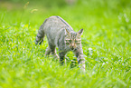 Wildkatze