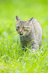 Wildkatze