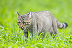 Wildkatze