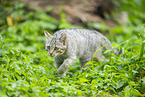 Wildkatze