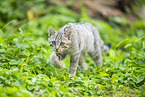 Wildkatze