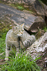 Wildkatze