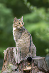 Wildkatze
