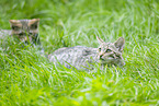 Wildkatze