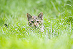 Wildkatze