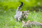 Wildkatze