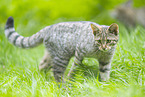 Wildkatze
