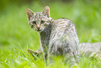 Wildkatze