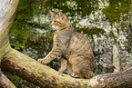 Wildkatze