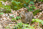 Wildkatze