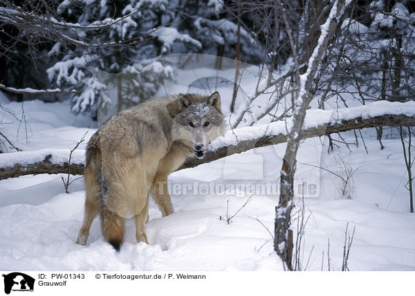 Grauwolf / PW-01343