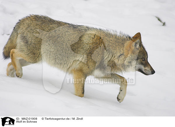 Wolf im Schnee / wolf in snow / MAZ-01908