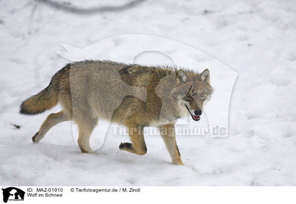 Wolf im Schnee / wolf in snow / MAZ-01910