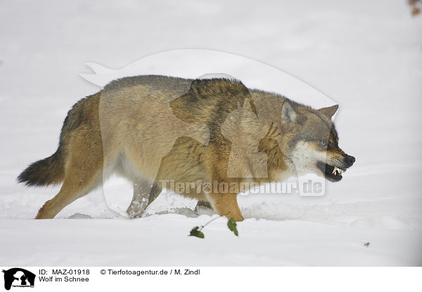 Wolf im Schnee / wolf in snow / MAZ-01918