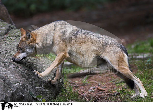 Wolf / wolf / MAZ-01926