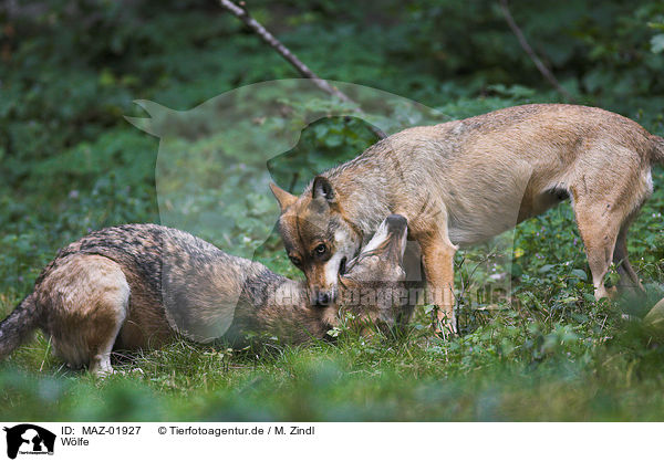 Wlfe / MAZ-01927