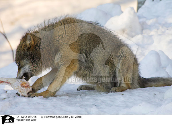 fressender Wolf / eating wolf / MAZ-01945