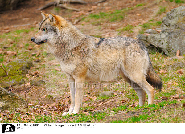Wolf / wolf / DMS-01001