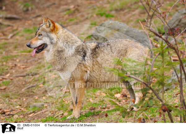 Wolf / wolf / DMS-01004