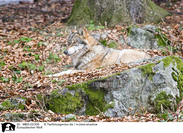 Europischer Wolf / greywolf / MBS-02306